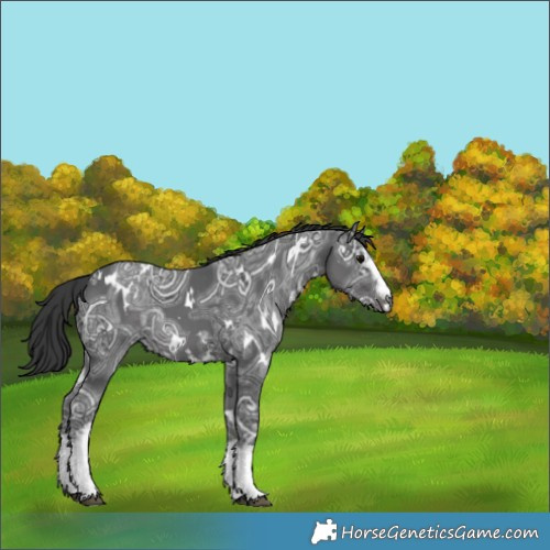 Horse Color:White Spotted Black Ice 