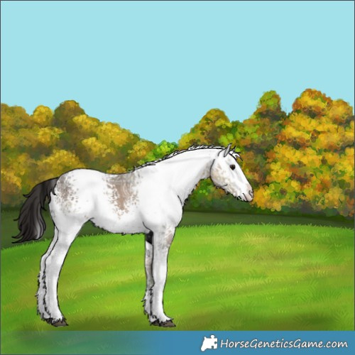 Horse Color:White Spotted Brown Ice 