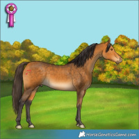 Horse Color:Buckskin 