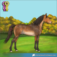 Horse Color:Buckskin 