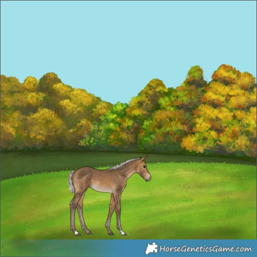 Horse Color:Silver Buckskin 