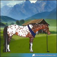 Horse Color:Brown Tobiano Appaloosa 