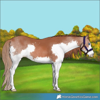 Horse Color:Chestnut Splash 