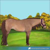 Horse Color:Chocolate Bay Dun 