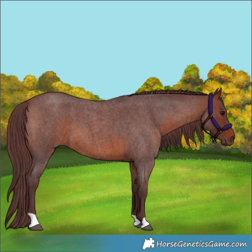 Horse Color:Chocolate Brown Roan 