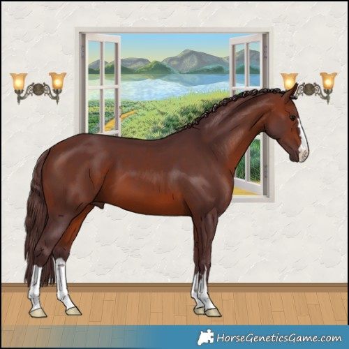 Horse Color:Chocolate Bay