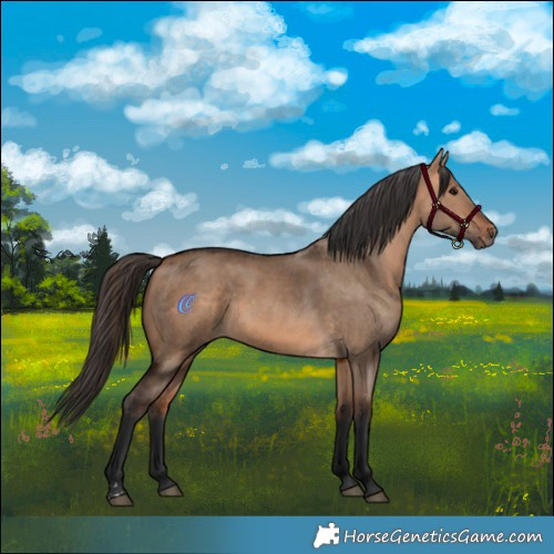 Horse Color:Bay Dun  and Bay Dun 