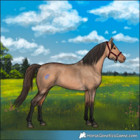 Horse Color:Bay Dun and Bay Dun