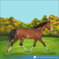 Horse Color:Bay Splash Frame 