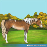 Horse Color:White Spotted Chocolate Palomino Tobiano Rabicano