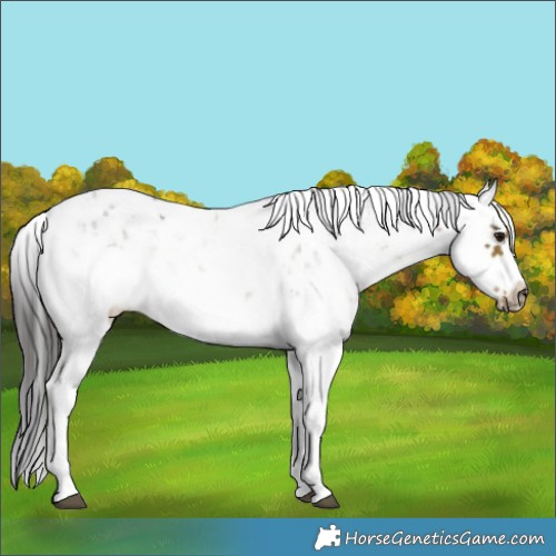 Horse Color:Buckskin Sabino Frame 