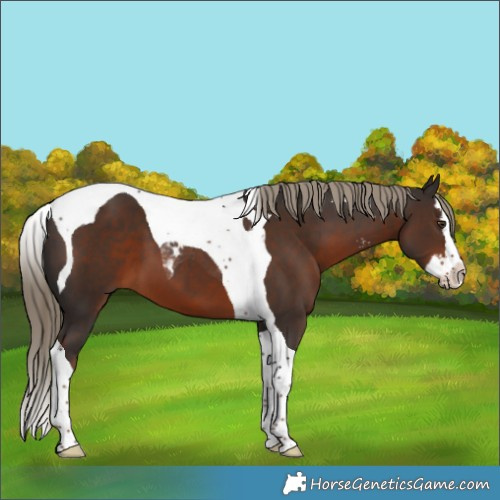 Horse Color:Liver Chestnut Sabino Splash Tobiano 