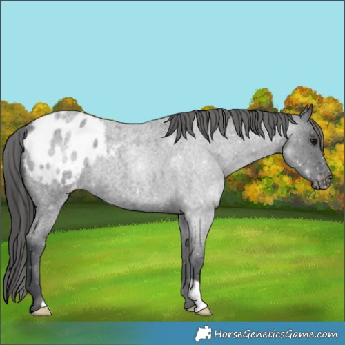 Horse Color:Blue Roan Appaloosa Rabicano