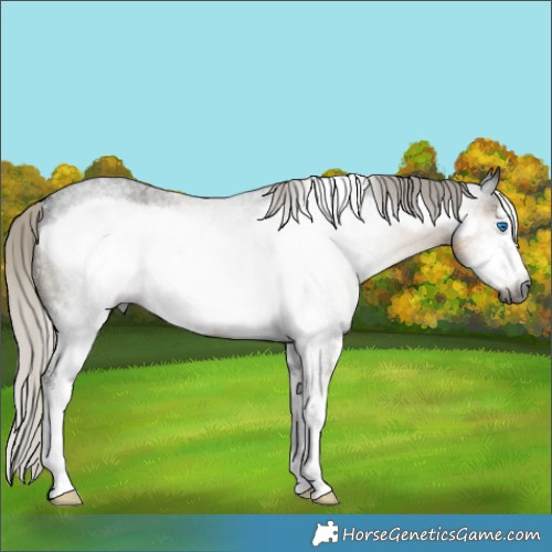 Horse Color:Gray Silver Buckskin Roan Sabino Frame Rabicano 