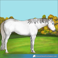Horse Color:Gray Silver Buckskin Roan Sabino Frame Rabicano 