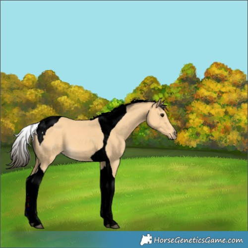 Horse Color:Buckskin Tobiano 