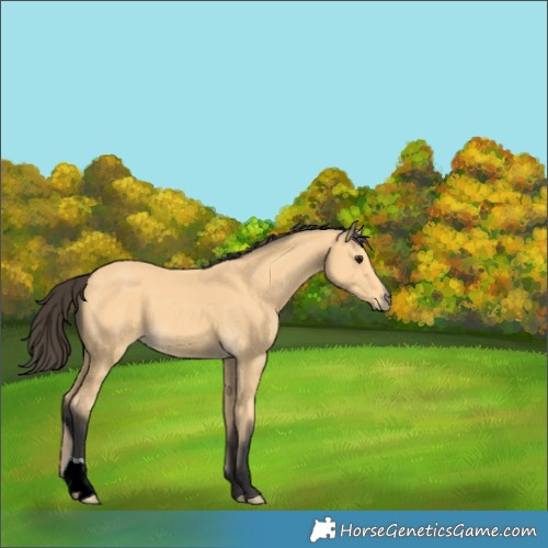 Horse Color:Buckskin 