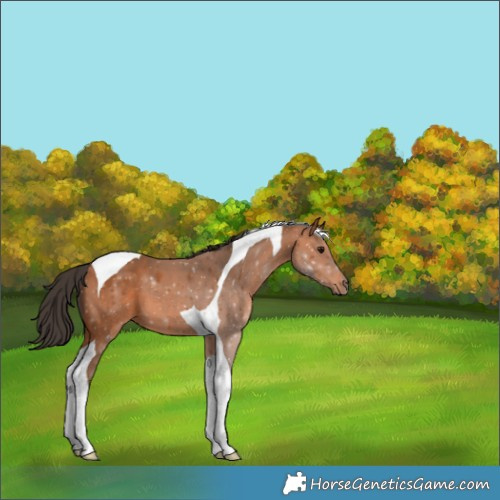 Horse Color:Bay Tobiano 