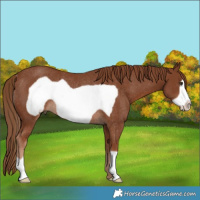 Horse Color:Chestnut Frame Rabicano 