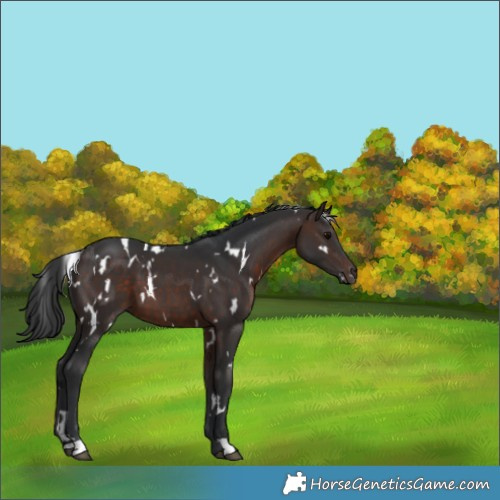 Horse Color:White Spotted Brown 
