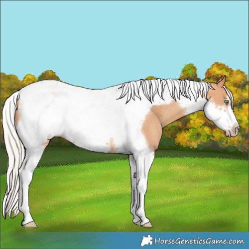 Horse Color:Silver Amber Champagne Tobiano Frame Rabicano 