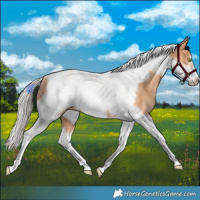 Horse Color:Silver Amber Champagne Tobiano Frame Rabicano 