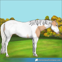Horse Color:Silver Amber Champagne Tobiano Frame Rabicano