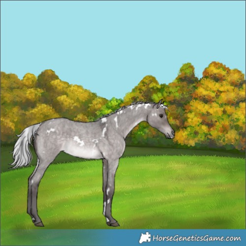 Horse Color:Platinum White Spotted Silver Brown Roan Dun 