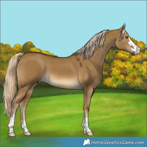 Horse Color:Chocolate Palomino Dun Mushroom 