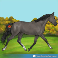 Horse Color:Grullo Sabino Rabicano 