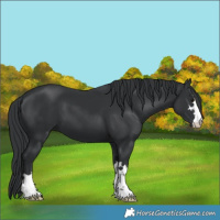 Horse Color:Black 