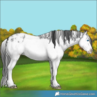 Horse Color:Black Sabino Splash 