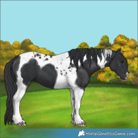 Horse Color:Black Tobiano 