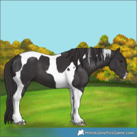 Horse Color:Smoky Black Tobiano 