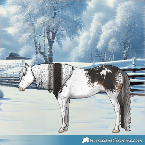 Horse Color:White Spotted Liver Chestnut 