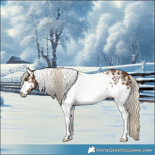 Horse Color:White Spotted Chocolate Palomino Rabicano 