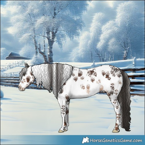 Horse Color:White Spotted Liver Chestnut Rabicano 