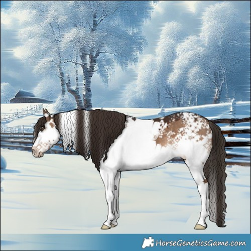 Horse Color:White Spotted Liver Red Dun 