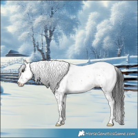 Horse Color:White Spotted Brown Onyx 