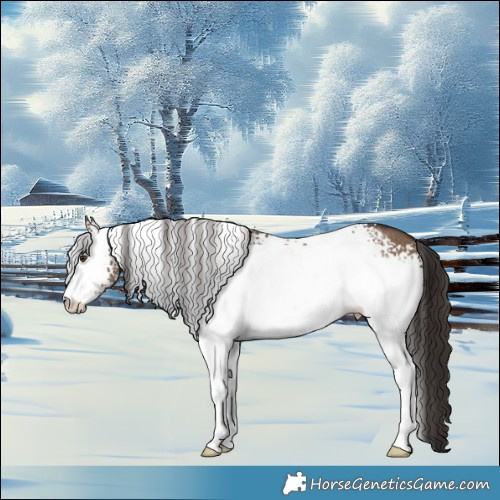 Horse Color:White Spotted Liver Red Dun Appaloosa 