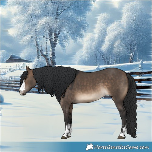Horse Color:Brown Dun 