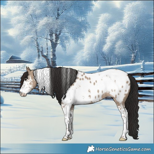 Horse Color:White Spotted Liver Red Dun Appaloosa 