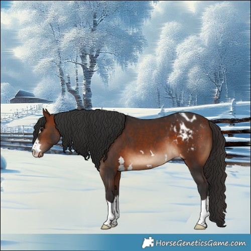 Horse Color:Bay Appaloosa 