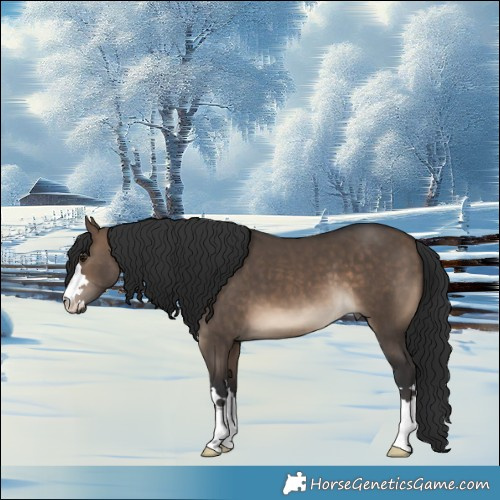 Horse Color:Brown Dun 