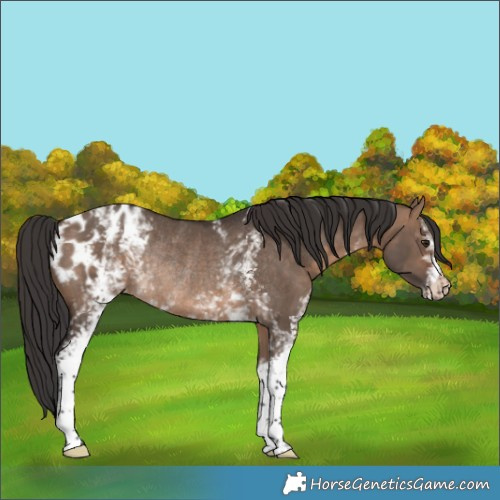 Horse Color:White Spotted Brown Dun Appaloosa Rabicano