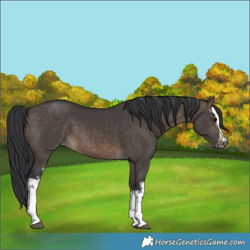 Horse Color:White Spotted Brown Dun Appaloosa