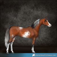 Horse Color:White Spotted Bay Splash Rabicano 