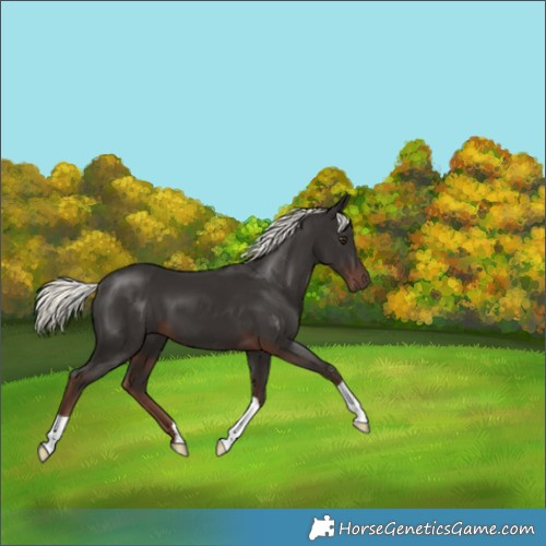 Horse Color:Liver Chestnut Mushroom 