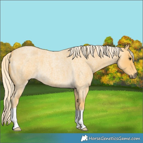 Horse Color:Palomino Roan 