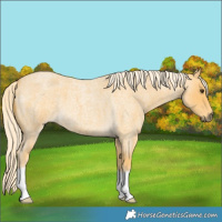 Horse Color:Palomino Roan